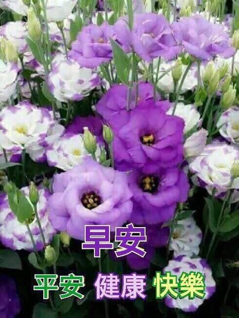 按我可連結至更清楚的圖片